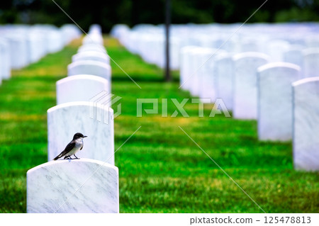 Arlington National Cemetery VA near Washington DC Arlington National Cemetery VA near Washington DC 125478813