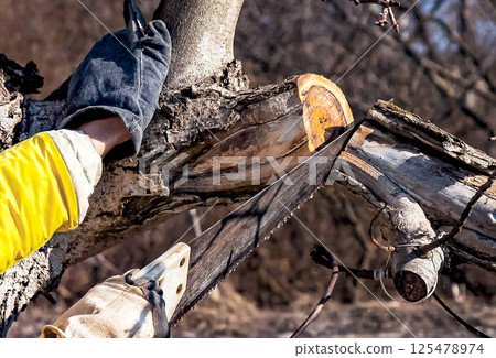 Man cuts trees with a saw in the garden. Work in the garden 125478974