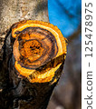 Old tree trunk with fresh cut thick branch. Sawed wood with growth rings closeup. Natural wooden texture walnut tree 125478975
