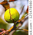 walnut in a green shell, nuts on a tree branch in the autumn. autumn background 125478980