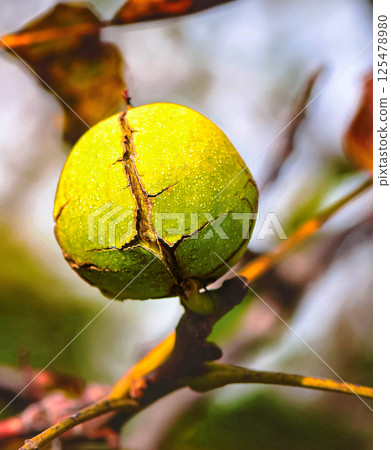 walnut in a green shell, nuts on a tree branch in the autumn. autumn background 125478980