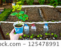 A young sprout of pepper before planting in the garden 125478991