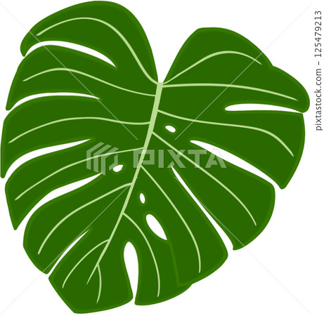 Beautiful fresh green colors of monstera deliciosa plant leaves. Beautiful fresh green colors of monstera deliciosa plant leaves. 125479213