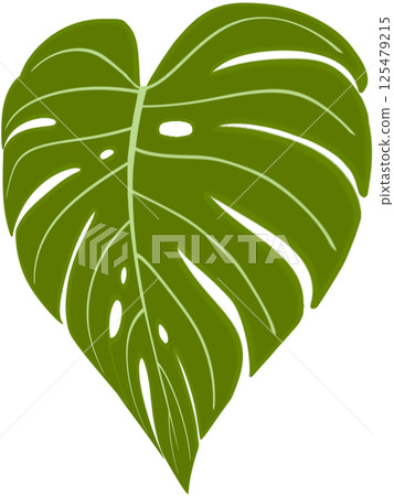 Beautiful fresh green colors of new monstera deliciosa plant leaves. 125479215