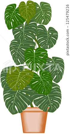Beautiful green colors of monstera deliciosa are growing up in the brown ceramic pot for decorate home and garden. 125479216