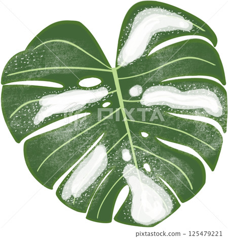 Beautiful shape and white mixed green colors of monstera deliciosa leaves. Beautiful shape and white mixed green colors of monstera deliciosa leaves. 125479221