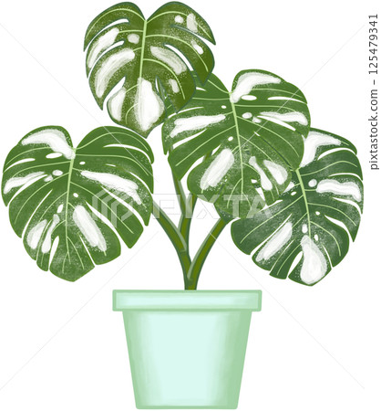 Beautiful white mixed green colors of monstera deliciosa are growing up in the green ceramic pot for decorate home and garden. Beautiful white mixed green colors of monstera deliciosa are growing up in the green ceramic pot for decorate home and garden. 125479341