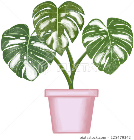 Beautiful white mixed green colors of monstera deliciosa are growing up in the pink ceramic pot for decorate home and garden. Beautiful white mixed green colors of monstera deliciosa are growing up in the pink ceramic pot for decorate home and garden. 125479342