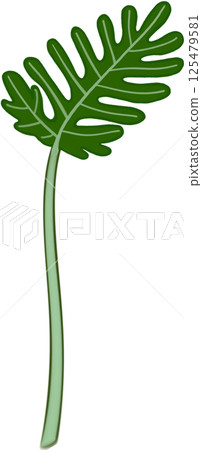 Beautiful shape and green colors of philodendron xanadu plant leaves for decorate home and garden. 125479581