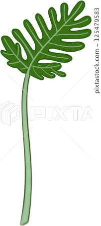 Beautiful shape and green colors of philodendron xanadu plant leaves for decorate home and garden. 125479583