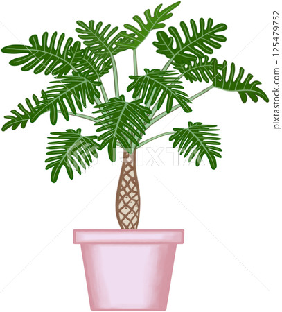 Beautiful philodendron xanadu plant is growing up in the pink ceramic pot for decorate home and garden. 125479752