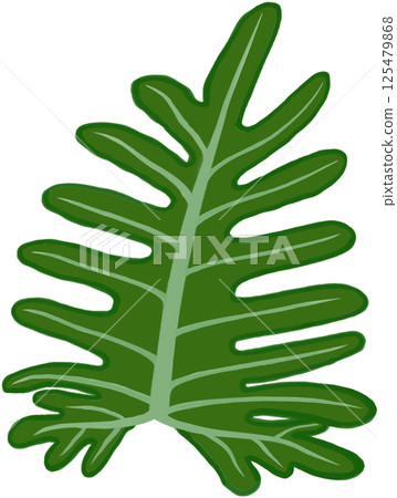 Beautiful shape and green colors of philodendron xanadu plant leaves for decorate home and garden. 125479868