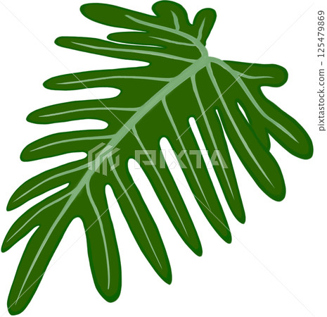 Beautiful shape and green colors of philodendron xanadu plant leaves for decorate home and garden. 125479869