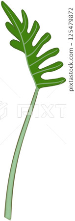 Beautiful shape and green colors of philodendron xanadu plant leaves for decorate home and garden. 125479872