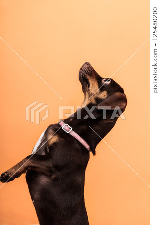 Cute dog jumping on bed Cute dog jumping on bed 125480200