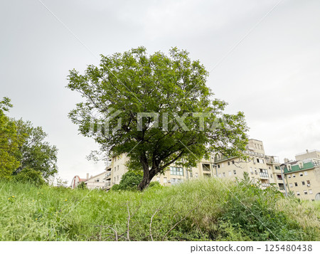 Lone tree on green hillside in urban neighborhood. City nature and seasonal growth Lone tree on green hillside in urban neighborhood. City nature and seasonal growth 125480438
