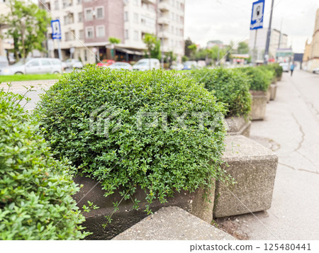 Concrete flower pots with round bushes lined along urban street sidewalk. Public greenery, city landscaping and urban plant care Concrete flower pots with round bushes lined along urban street sidewalk. Public greenery, city landscaping and urban plant care 125480441