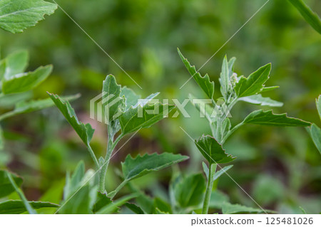 Chenopodium album, edible plant, common names include lamb's quarters, melde, goosefoot, white goosefoot, wild spinach, bathua and fat-hen Chenopodium album, edible plant, common names include lamb's quarters, melde, goosefoot, white goosefoot, wild spinach, bathua and fat-hen 125481026