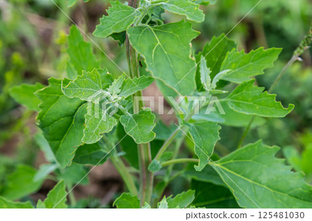 Chenopodium album, edible plant, common names include lamb's quarters, melde, goosefoot, white goosefoot, wild spinach, bathua and fat-hen 125481030