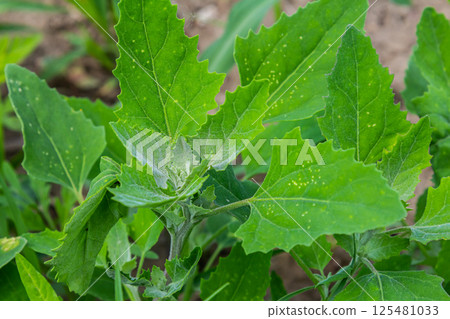 Chenopodium album, edible plant, common names include lamb's quarters, melde, goosefoot, white goosefoot, wild spinach, bathua and fat-hen 125481033