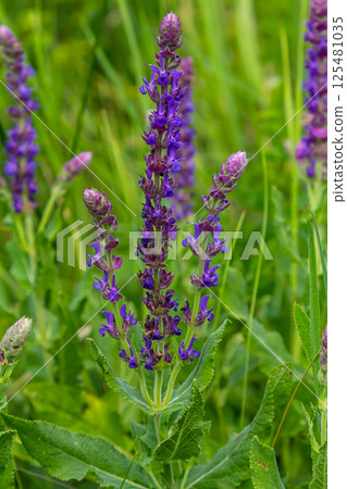 Salvia nemorosa, forest sage, beautiful bright color, violet blue flowers in bloom, muscadine flowering ornamental plants in the garden Salvia nemorosa, forest sage, beautiful bright color, violet blue flowers in bloom, muscadine flowering ornamental plants in the garden 125481035