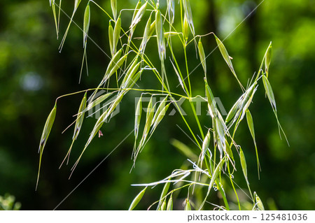 Fatua oatmeal. Stem, leaf and hanging ears of wild oats. Grasses Fatua oatmeal. Stem, leaf and hanging ears of wild oats. Grasses 125481036