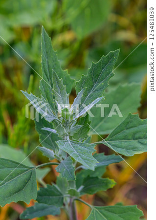 Chenopodium album, edible plant, common names include lamb's quarters, melde, goosefoot, white goosefoot, wild spinach, bathua and fat-hen 125481039