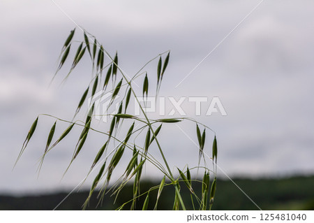 Fatua oatmeal. Stem, leaf and hanging ears of wild oats. Grasses 125481040