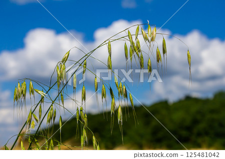 Fatua oatmeal. Stem, leaf and hanging ears of wild oats. Grasses Fatua oatmeal. Stem, leaf and hanging ears of wild oats. Grasses 125481042