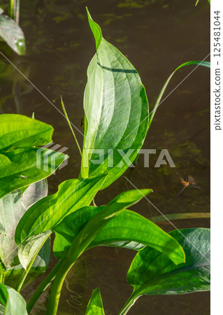 Phreatophyte. American water plantain Alisma plantago-aquatica in swampy-forest river water. Northeast Europe grow on river bank washed away by current, spring water erosion Phreatophyte. American water plantain Alisma plantago-aquatica in swampy-forest river water. Northeast Europe grow on river bank washed away by current, spring water erosion 125481044