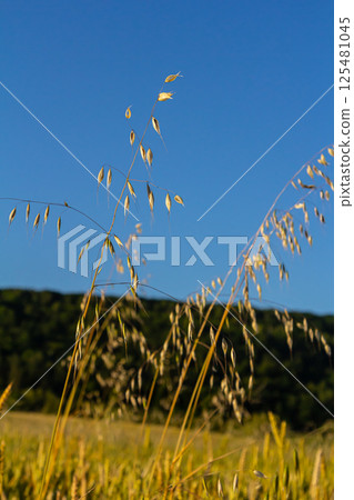 Fatua oatmeal. Stem, leaf and hanging ears of wild oats. Grasses 125481045