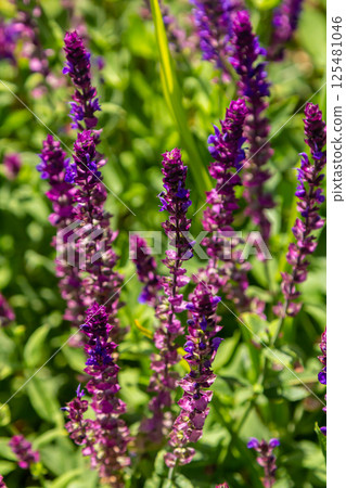 Salvia nemorosa, forest sage, beautiful bright color, violet blue flowers in bloom, muscadine flowering ornamental plants in the garden Salvia nemorosa, forest sage, beautiful bright color, violet blue flowers in bloom, muscadine flowering ornamental plants in the garden 125481046