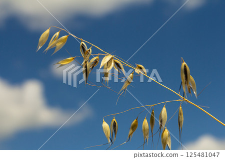 Fatua oatmeal. Stem, leaf and hanging ears of wild oats. Grasses Fatua oatmeal. Stem, leaf and hanging ears of wild oats. Grasses 125481047
