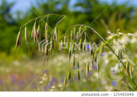 Fatua oatmeal. Stem, leaf and hanging ears of wild oats. Grasses 125481048