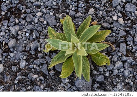 A hairy mullein plant. Latin name Verbascum thapsus. Close-up of fresh leaves of a mullein plant growing on rocks. Mullein plant with large soft leaves emerging. Greater or common mullein A hairy mullein plant. Latin name Verbascum thapsus. Close-up of fresh leaves of a mullein plant growing on rocks. Mullein plant with large soft leaves emerging. Greater or common mullein 125481053