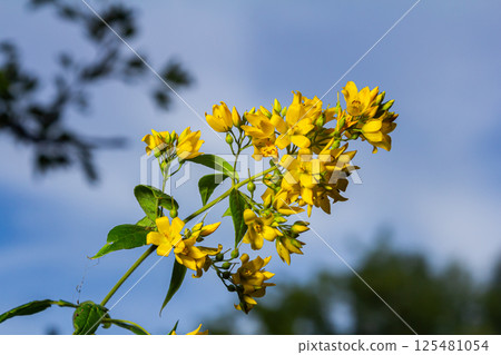 Lysimachia vulgaris flower, the garden loosestrife, yellow loosestrife, or garden yellow loosestrife, blooming in summer Lysimachia vulgaris flower, the garden loosestrife, yellow loosestrife, or garden yellow loosestrife, blooming in summer 125481054