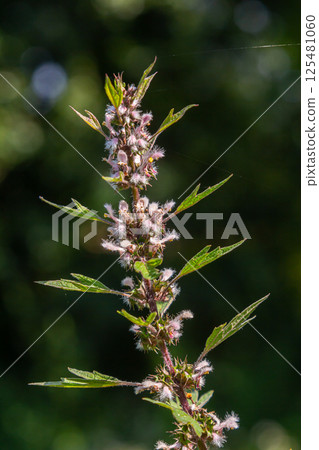Leonurus cardiaca, known as motherwort. Other common names include throw-wort, lion's ear, and lion's tail. Medicinal plant. Grows in nature 125481060