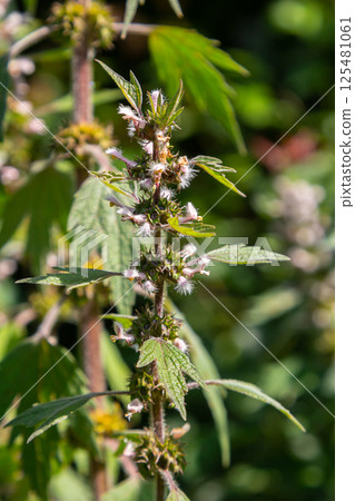 Leonurus cardiaca, known as motherwort. Other common names include throw-wort, lion's ear, and lion's tail. Medicinal plant. Grows in nature 125481061