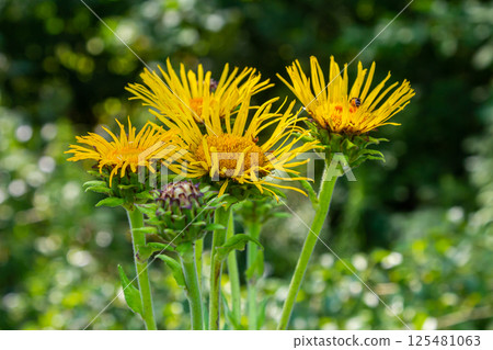Elecampane flowers blooming, Inula helenium, with green leaves background Elecampane flowers blooming, Inula helenium, with green leaves background 125481063