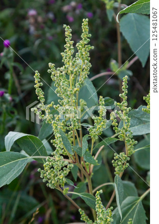 Chenopodium album, edible plant, common names include lamb's quarters, melde, goosefoot, white goosefoot, wild spinach, bathua and fat-hen 125481067