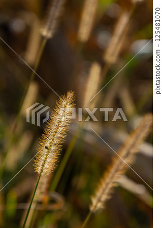 Setaria pumila in autumn in a wild field Setaria pumila in autumn in a wild field 125481070
