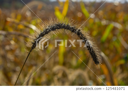 Setaria pumila in autumn in a wild field Setaria pumila in autumn in a wild field 125481071