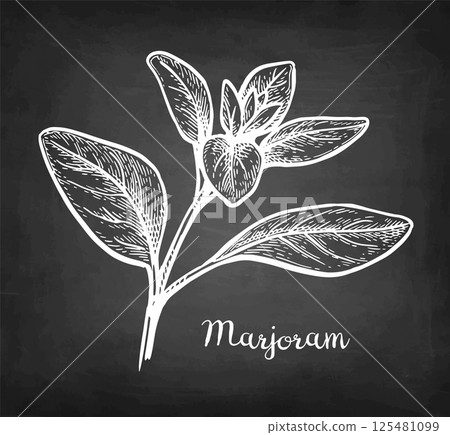 Marjoram chalk sketch 125481099