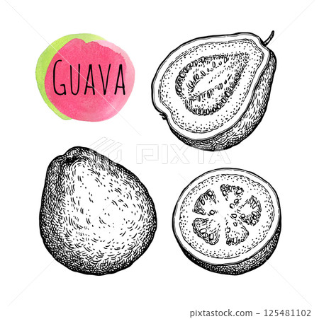 Guava ink sketch Guava ink sketch 125481102