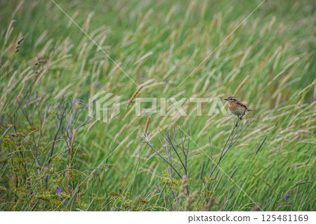 A bird on a branch in the wind 125481169