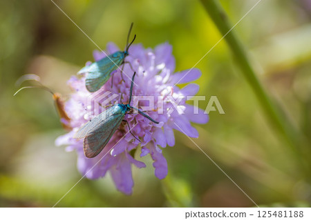 Blue forest moth on a flower 125481188