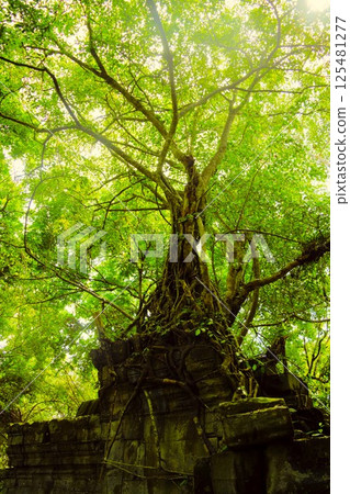 Beng Mealea ruins Cambodia 8 125481277