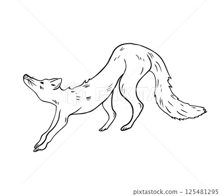 Fox wake up black white hand drawn vector illustration. Wild animal Arctic fox contour for winter woodland scene, Christmas cards, rustic holiday decor. Red fox graphic sketch drawing for zoo, book. 125481295
