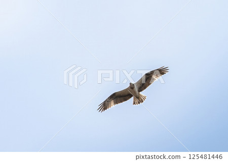 Osprey (pandion haliaetus) In Flight Hunting Over The Ocean 125481446