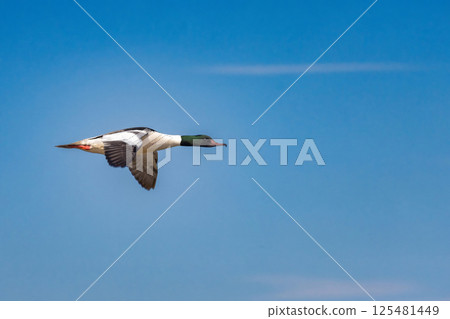 Common Merganser, Goosander, Mergus merganser, flying Common Merganser, Goosander, Mergus merganser, flying 125481449